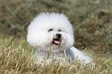 BICHON FRISE 446